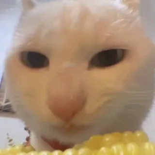 🌽🐈