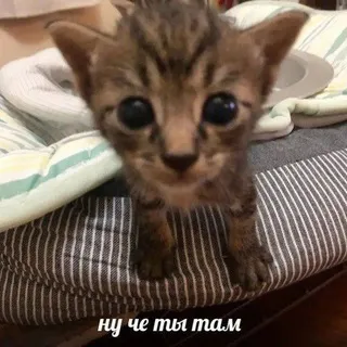 шарообразный щитпост