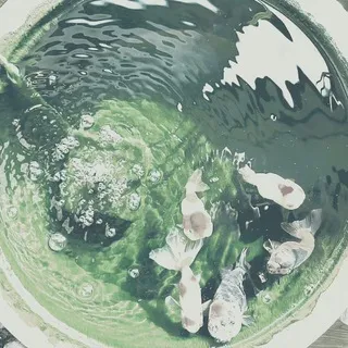 ᷼ ⏜ . ׄ‍ 𝑻𝒐𝒕𝒐 ͜૮꒰ ◜ᗜ◝ ꒱ა𔓕͡