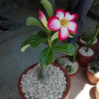🍃ᗰᑌᑎᗞᝪ ᐯᗴᖇᗞᗴ🍀