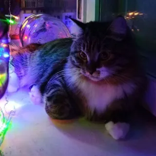Небытие сёмы