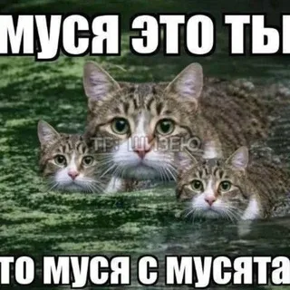 Тютивальня
