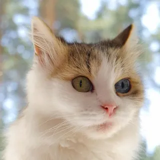 Цветной