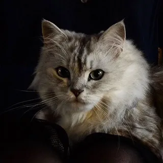Чат ШИЗОЙДОВ НАХУЙ