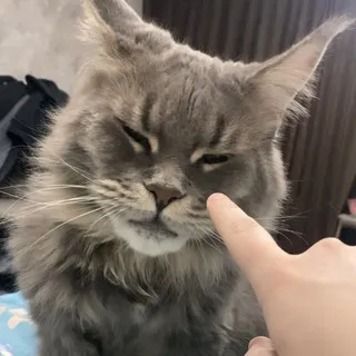 Osыч