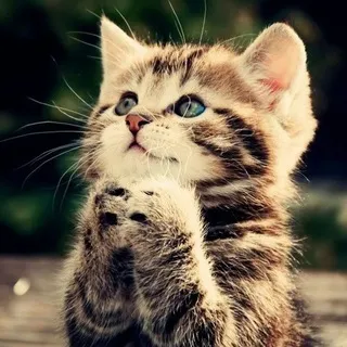 [АРХИВ]клички confession🐈‍⬛