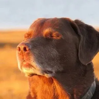 койот щитпостит