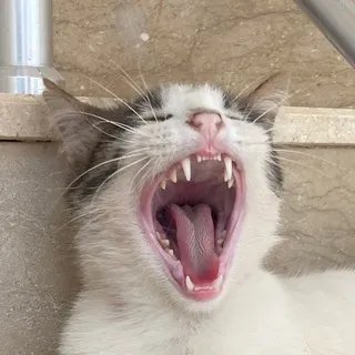 ~ КотёнышЬ ~