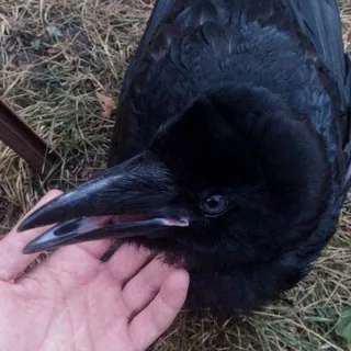 VRAVEC