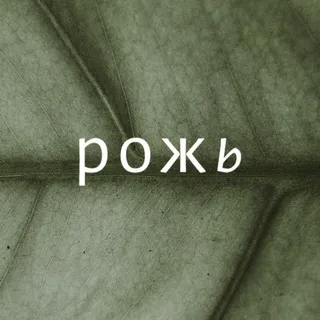 Рожь кофейня