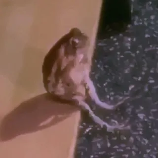Большой огород фени