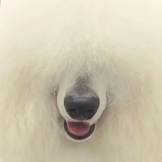 🐾 🐩 Poodle GF posting 🐩 🐾