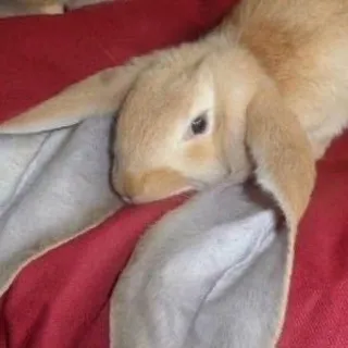 Wilbur from Lovejoy