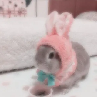 𖦆 🐰 ࣪ Encuestas Bunny› ࣪ ⭒ ⌕