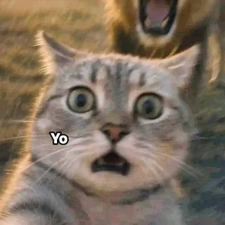 Memes El Gato Nocturno