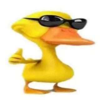 Duck 42+