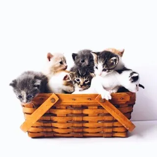 Вы настоящие котята!!!