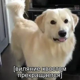 •Дом у трамвайного кольца•