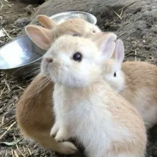 мяковвка