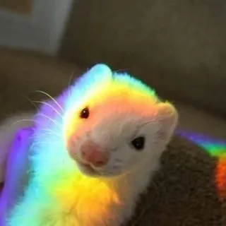 [anywhere] Department of Ferrets, Memetics, Cognitohazards and чіназес