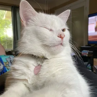 SmudgeLord