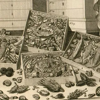 Cabinet of Misremembered Forms