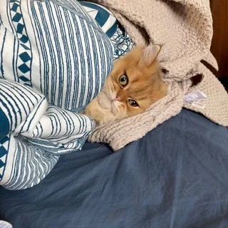 Открытый гештальт