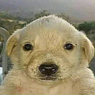 Puppy Hivemind