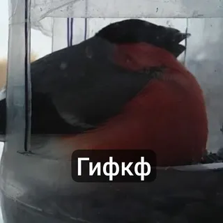 GIF confession >< #гифКф