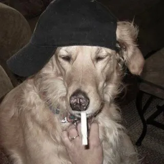 ; панцушот