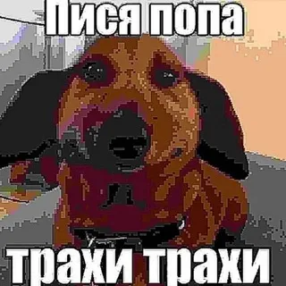 пися попа трахи трахи