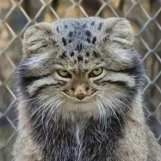 создатель хайпа мизушин