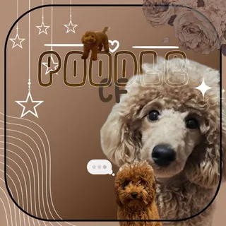 Poodle confession x daily!!