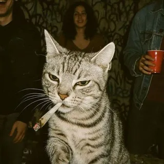 رضایت فولدری و گسترده 🐈