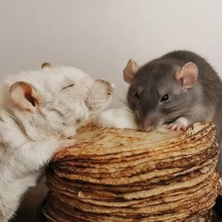 Крысий дом🐁🥞