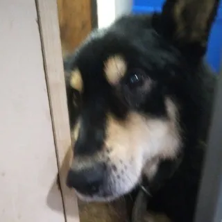 Собакач 🐺