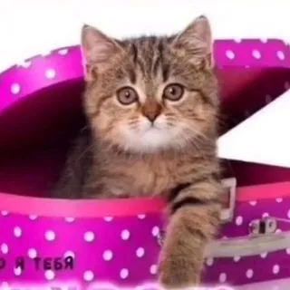 Праздники на каждый день