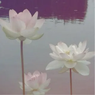 cos