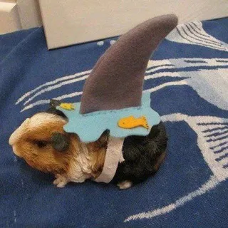 🇰🇭Momazos hamster🇰🇭