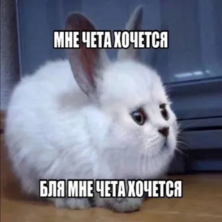личный дневник укуренного тюленьчика