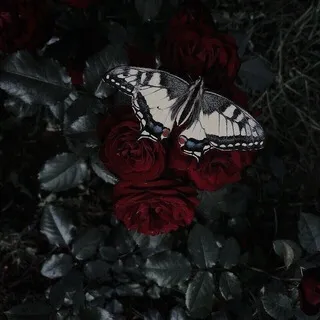 ꧁༺ℑ𝔫𝔣𝔬 ℭ𝔥𝔞𝔫𝔫𝔢𝔩 𝔐𝔖𝔥༻꧂