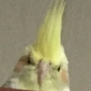 Кость