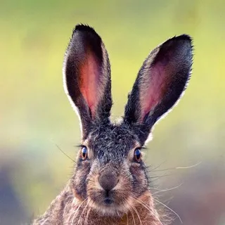 Дикая природа Крыма. My-Mriya. 🐇