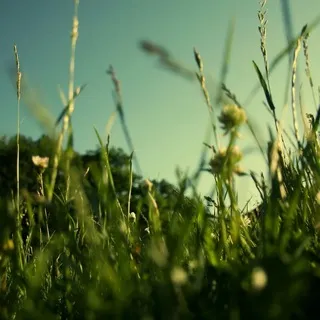 [🌾] ～ Wheatgrass Cookie|OCverse