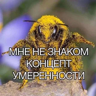 Сумасшедший дом