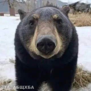 DLVSKI