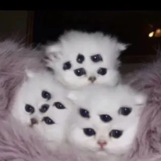 секси щитпост