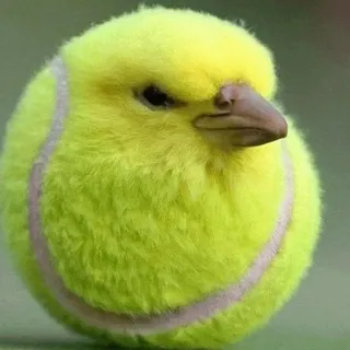 awaken eepies (сліпі іпіс фотки реальне життя резерв)