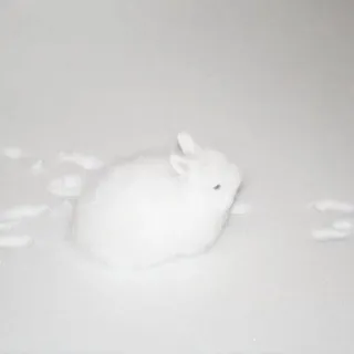 ꒷꒦ ᑲᥙᥒᥒᥡ ძᥲіᥣᥡ / ᥴ᥆ᥒ𝖿ᥱssі᥆ᥒ ! 🐇