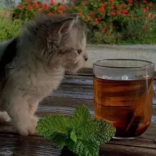 Костроман ера